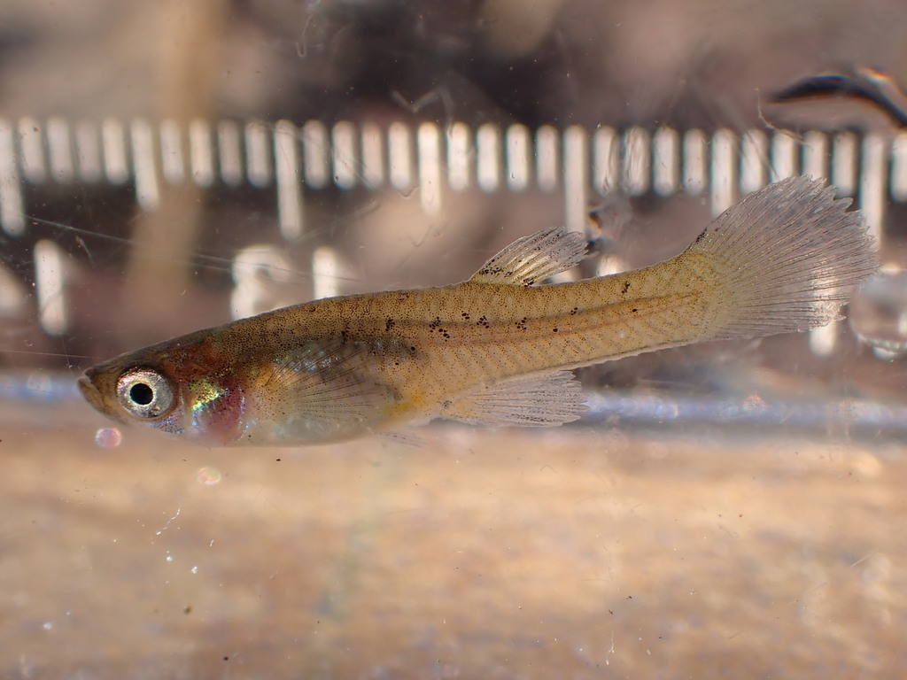 Photo of a Western Mosquitofish