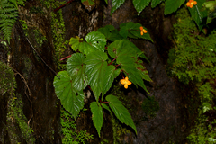 Begonia sutherlandii image