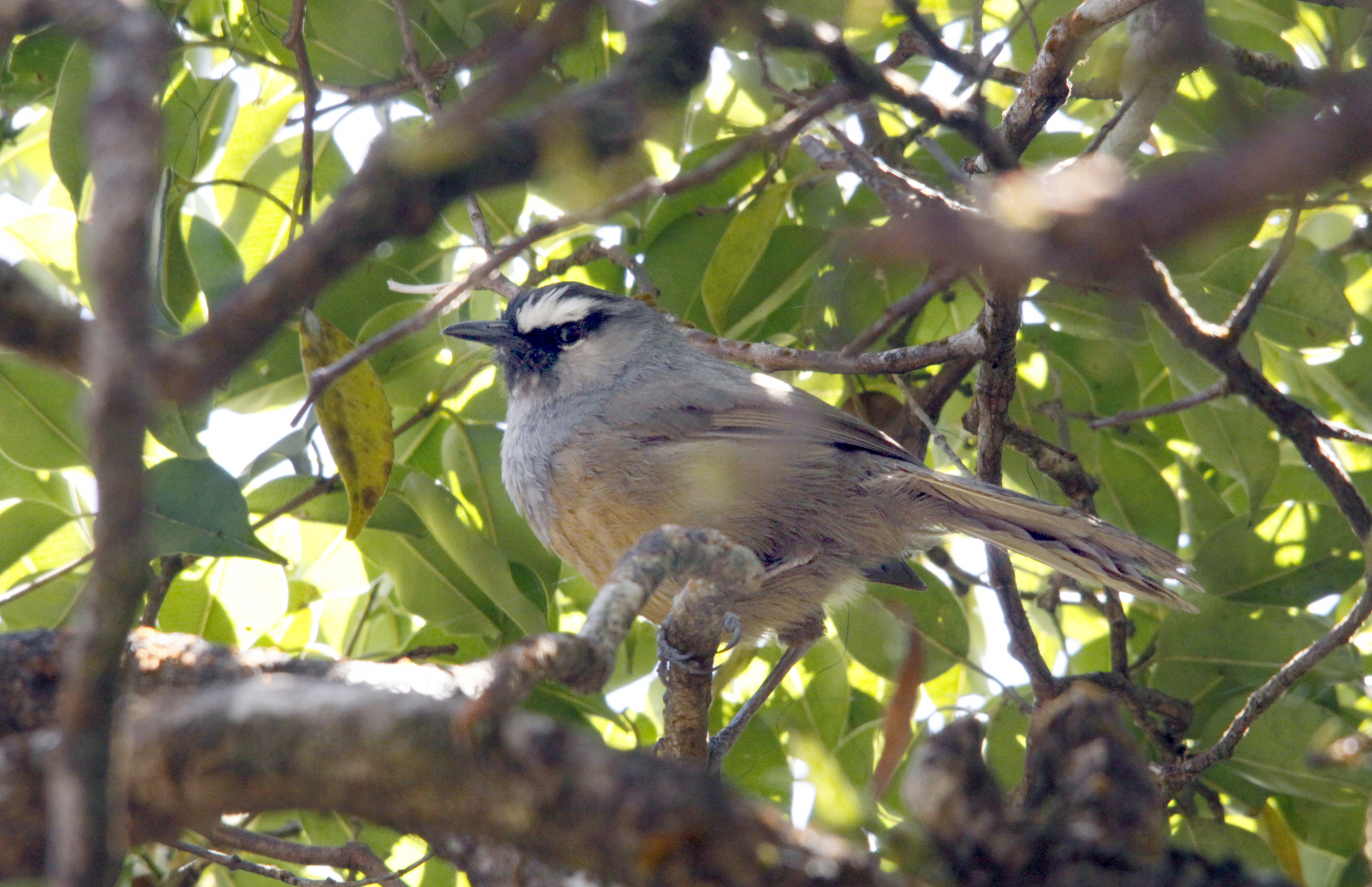 Banasura Laughingthrush illustration