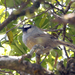 Banasura Laughingthrush - Photo (c) Ferns Nature Conservation Society, some rights reserved (CC BY-SA)