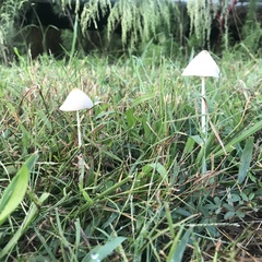 Conocybe apala albipes