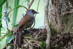 Bagobo Babbler photo 2