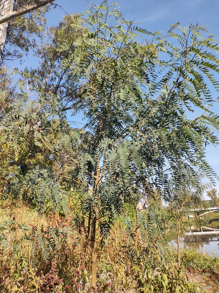Sesbania longifolia DC. 4