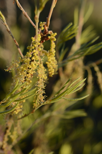 Image of Quercus pumila by (c) Siddarth Machado, some rights reserved (CC BY)