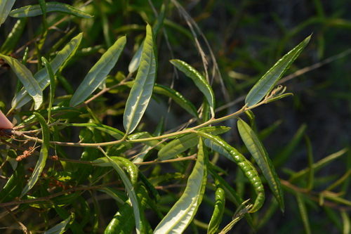 Image of Quercus pumila by (c) Siddarth Machado, some rights reserved (CC BY)