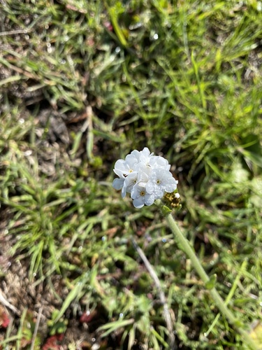 iNaturalist observation photo of Rusty Popcornflower