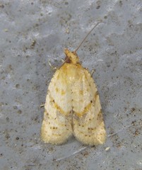 Clepsis therina