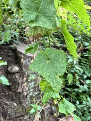 Bryonia verrucosa image