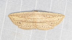 Hyposada hydrocampata