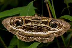 Spirama