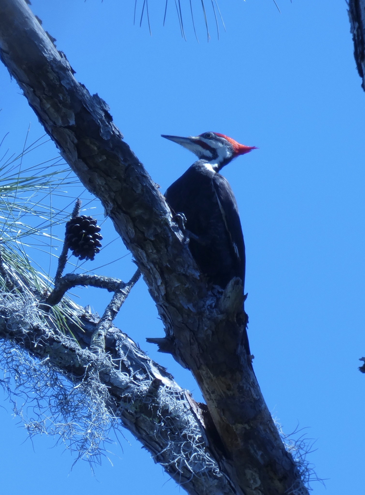 Pileated Woodpecker