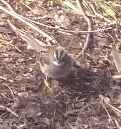 White-throated Sparrow photographed in Indiana