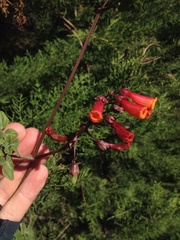 Eccremocarpus scaber