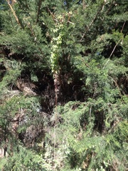 Eccremocarpus scaber