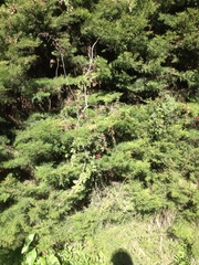 Eccremocarpus scaber