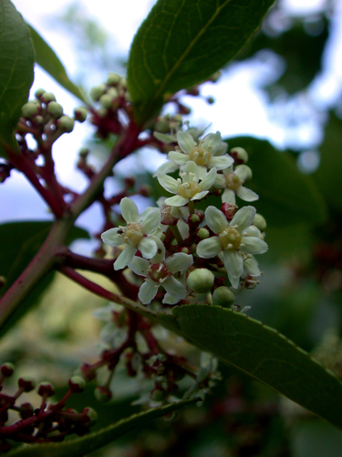 Gymnosporia crenata observed 2004-07-20