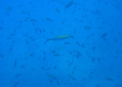 Pterocaesio lativittata