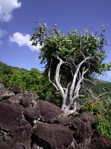 Gymnosporia crenata observed 2004-06-19