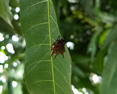 Gasteracantha curvispina