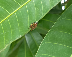 Gasteracantha curvispina