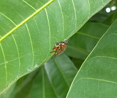 Gasteracantha curvispina