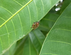 Gasteracantha curvispina