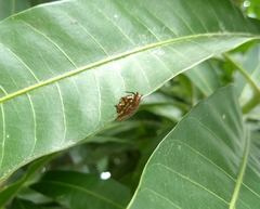 Gasteracantha curvispina