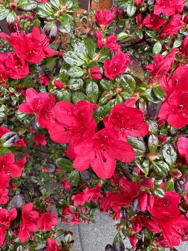 Rhododendron indicum iNat (2)