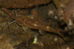 Amphilius uranoscopus