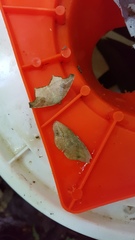 Phyllodonta