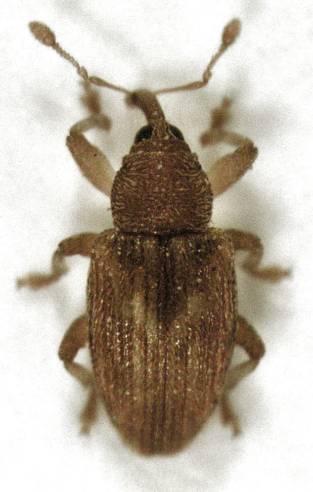 Peristoreus fulvus
