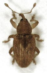 Peristoreus fulvus