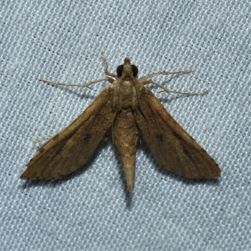 Crocidocnemis pellucidalis photo 5