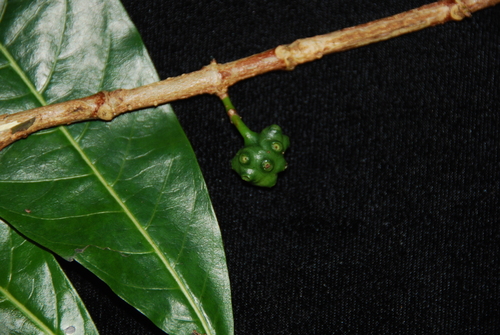 Gynochthodes trimera