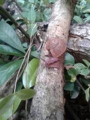 Ariophantidae