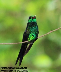 Cynanthus forficatus