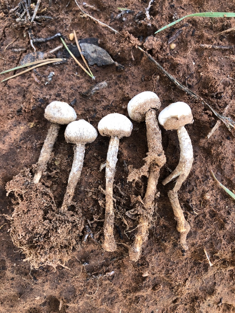 Tulostoma fimbriatum from Coconino National Forest, Sedona, AZ, US on