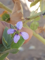 Schouwia purpurea image