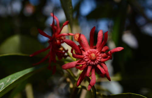 Illicium floridanum