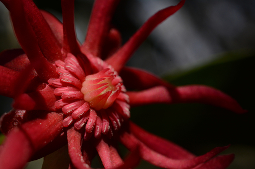 Illicium floridanum