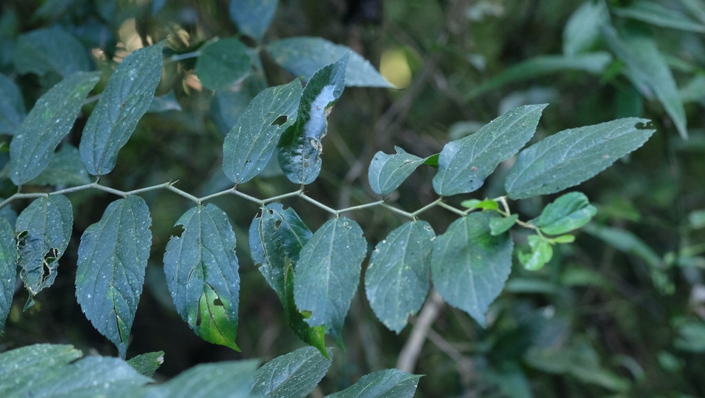 Celtis spinosissima