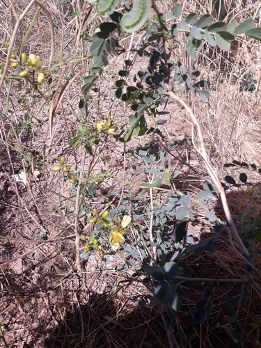 Port Royal senna (Senna italica)