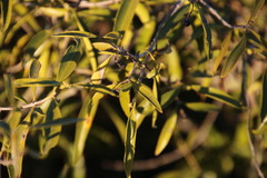 Coptosperma supra-axillare