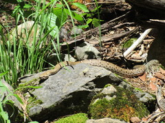 Crotalus willardi willardi