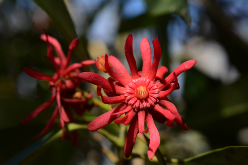 Illicium floridanum