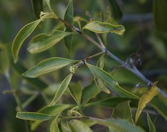 Coptosperma supra-axillare