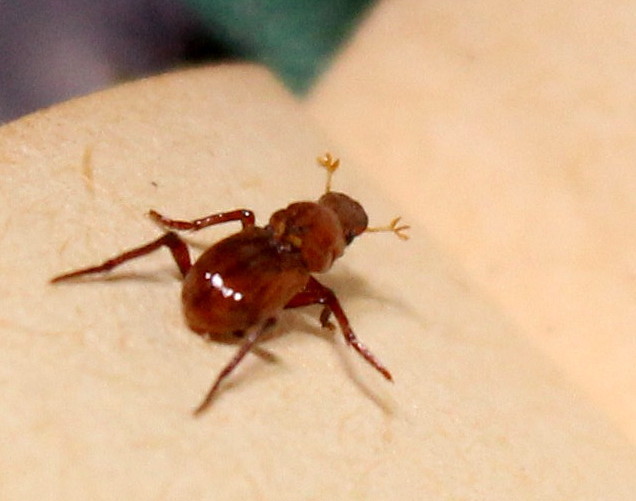 Corythoderini