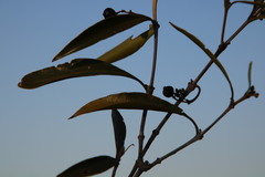 Coptosperma supra-axillare