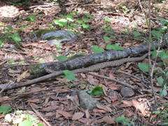 Crotalus willardi willardi