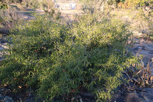Image of Coptosperma supra by (c) Tony Rebelo, some rights reserved (CC BY-SA)